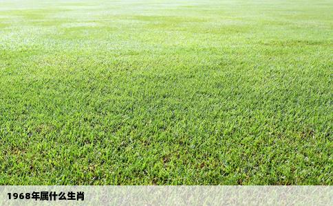 1968年属什么生肖