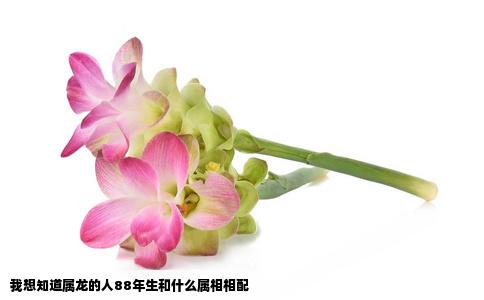 我想知道属龙的人88年生和什么属相相配