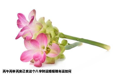 丙午丙申丙寅己亥这个八字财运婚姻晚年运如何