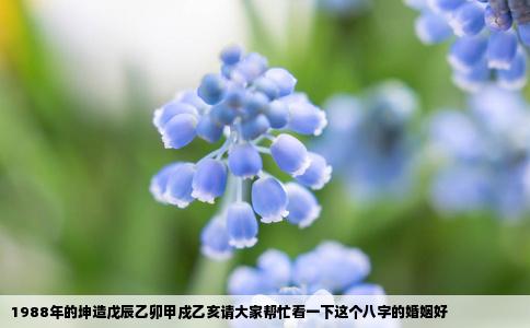 1988年的坤造戊辰乙卯甲戍乙亥请大家帮忙看一下这个八字的婚姻好