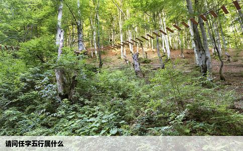 请问任字五行属什么