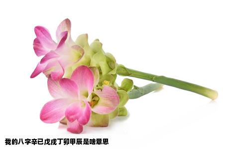 我的八字辛已戊戌丁卯甲辰是啥意思