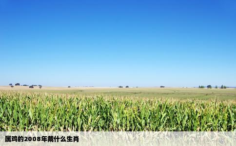 属鸡的2008年戴什么生肖