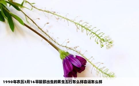 1990年农历3月16早晨卯出生的男生五行怎么样命运怎么样