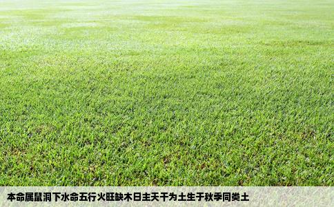 本命属鼠洞下水命五行火旺缺木日主天干为土生于秋季同类土
