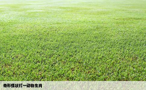奇形怪状打一动物生肖