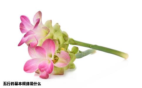 五行的基本规律是什么