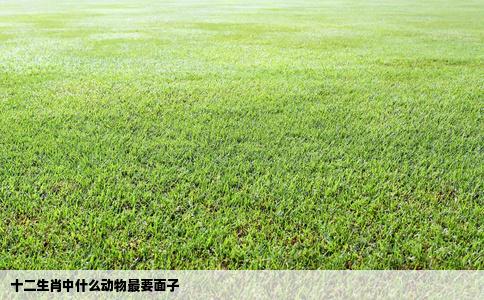 十二生肖中什么动物最要面子