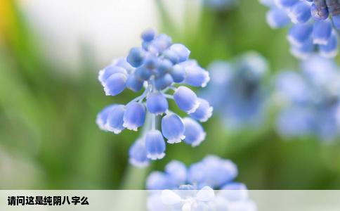 请问这是纯阴八字么