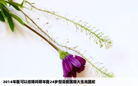 2014年我可以结婚吗明年我24岁但是我属相大生肖属蛇