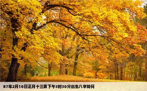 87年2月10日正月十三男下午3时30分出生八字如何