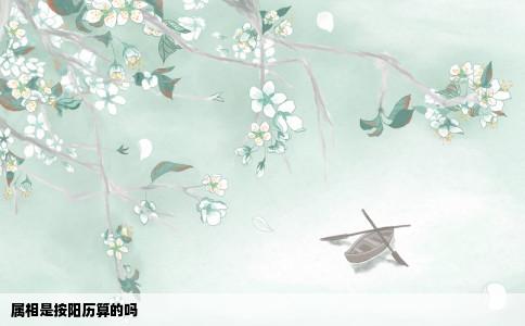 属相是按阳历算的吗