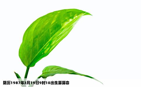 阴历1987年3月19日9时10出生算算命
