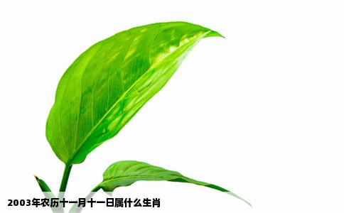 2003年农历十一月十一日属什么生肖