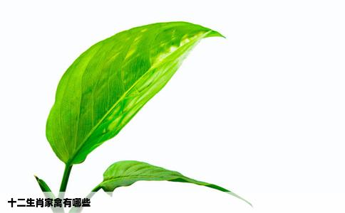 十二生肖家禽有哪些