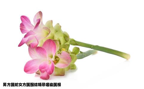 男方属蛇女方属猴结婚忌哪些属相