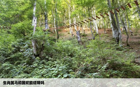 生肖属马和属蛇能结婚吗