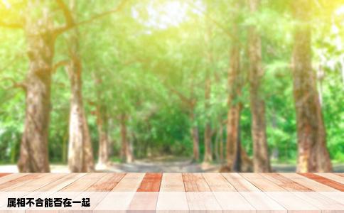 属相不合能否在一起