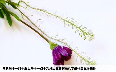 年农历十一月十五上午十一点十九分出生的时辰八字是什么五行缺什