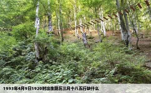 1993年4月9日1920时出生阴历三月十八五行缺什么