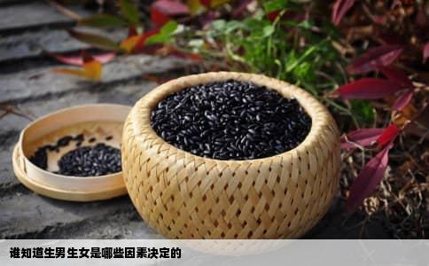 谁知道生男生女是哪些因素决定的