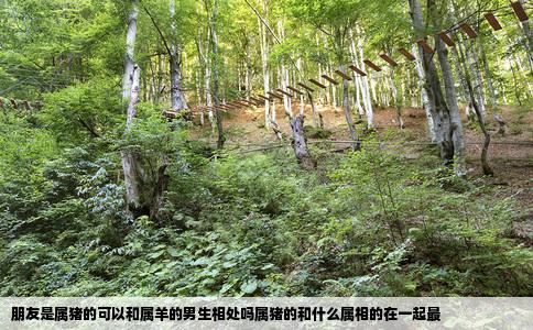 朋友是属猪的可以和属羊的男生相处吗属猪的和什么属相的在一起最