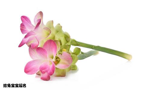 给兔宝宝起名