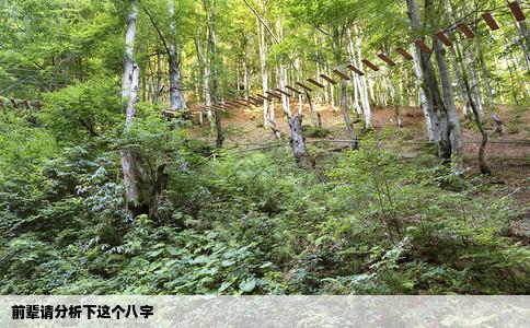 前辈请分析下这个八字