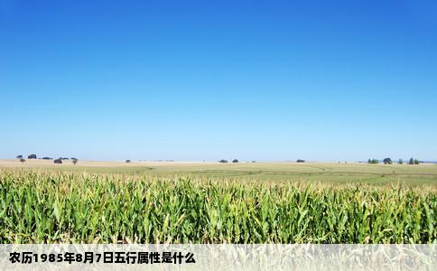 农历1985年8月7日五行属性是什么