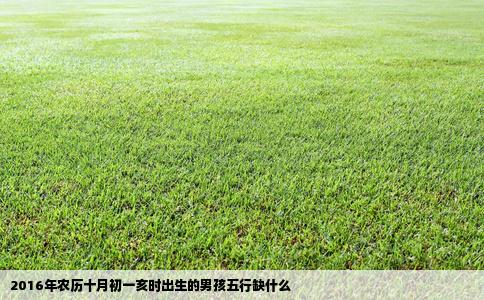 2016年农历十月初一亥时出生的男孩五行缺什么