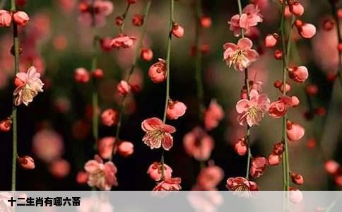 十二生肖有哪六畜