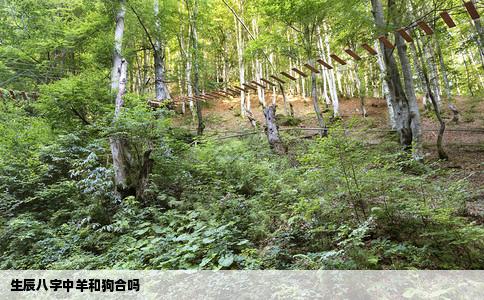 生辰八字中羊和狗合吗