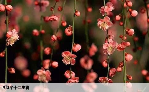 打3个十二生肖