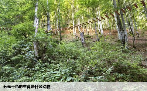 五光十色的生肖是什么动物