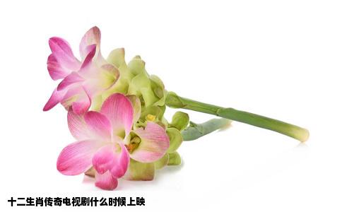十二生肖传奇电视剧什么时候上映