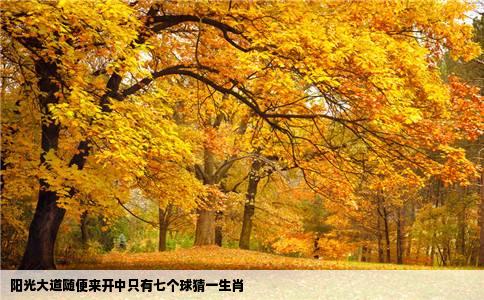 阳光大道随便来开中只有七个球猜一生肖