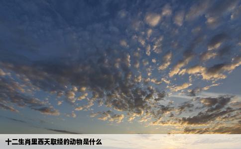 十二生肖里西天取经的动物是什么