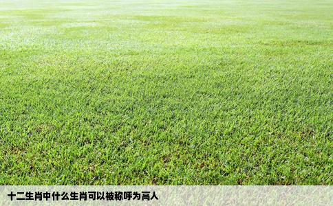 十二生肖中什么生肖可以被称呼为高人