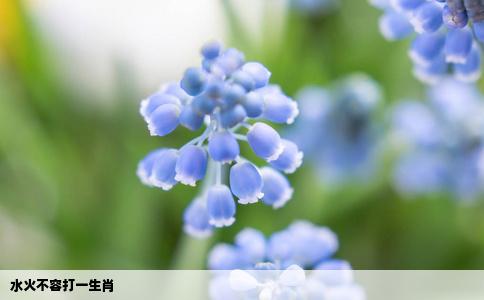 水火不容打一生肖