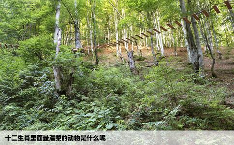 十二生肖里面最温柔的动物是什么呢