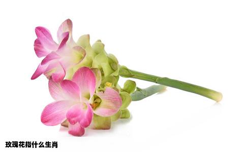 玫瑰花指什么生肖