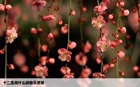 十二生肖什么动物乐悠悠