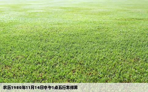 农历1980年11月14日中午1点五行怎样男