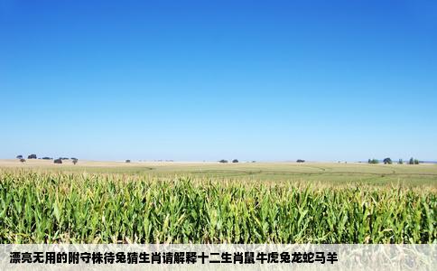 漂亮无用的附守株待兔猜生肖请解释十二生肖鼠牛虎兔龙蛇马羊