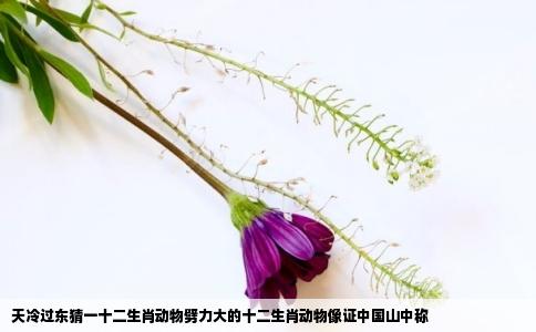 天冷过东猜一十二生肖动物劈力大的十二生肖动物像证中国山中称