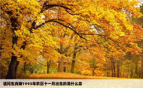 请问生肖猪1995年农历十一月出生的是什么命