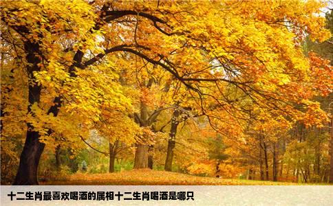 十二生肖最喜欢喝酒的属相十二生肖喝酒是哪只