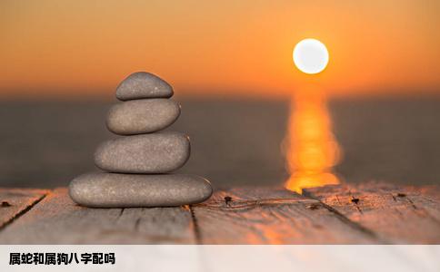 属蛇和属狗八字配吗