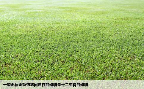 一望无际无烦恼悠闲自在的动物是十二生肖的动物