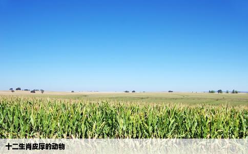 十二生肖皮厚的动物
